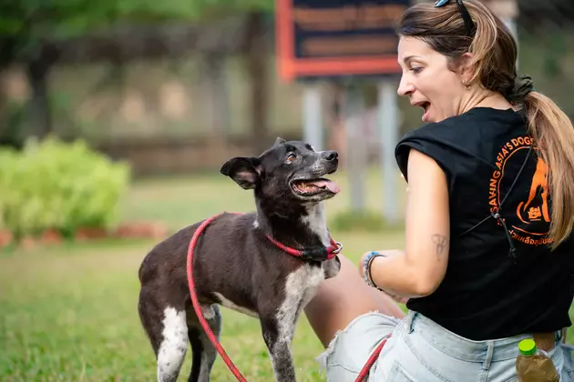 A happy rescued dog meeting a volunteer