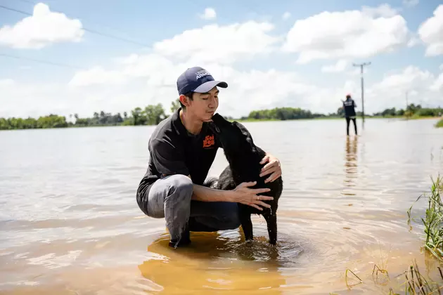 A rescuer comforting a dog during floods