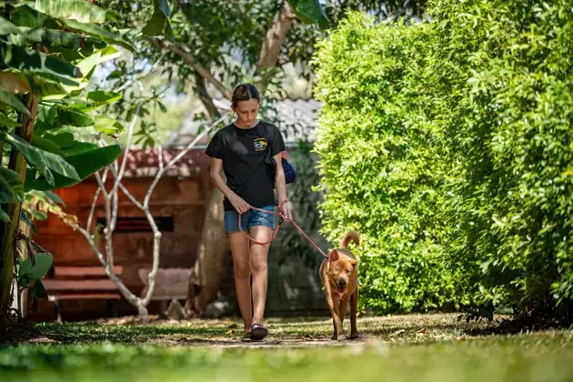 A rescued dog out for a walk