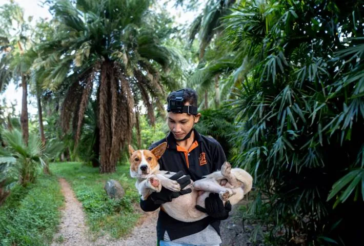 A Soi Dog rescue officer carrying a dog to safety