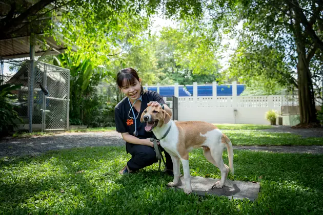 A Soi Dog vet with a dog on the lawn