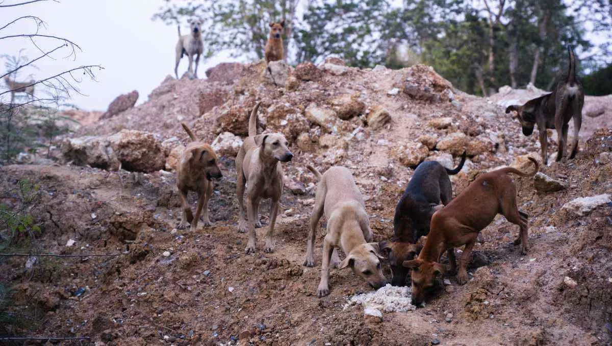 Street dogs in Bangkok