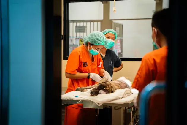 Soi Dog vet nurses during a sterilisation surgery