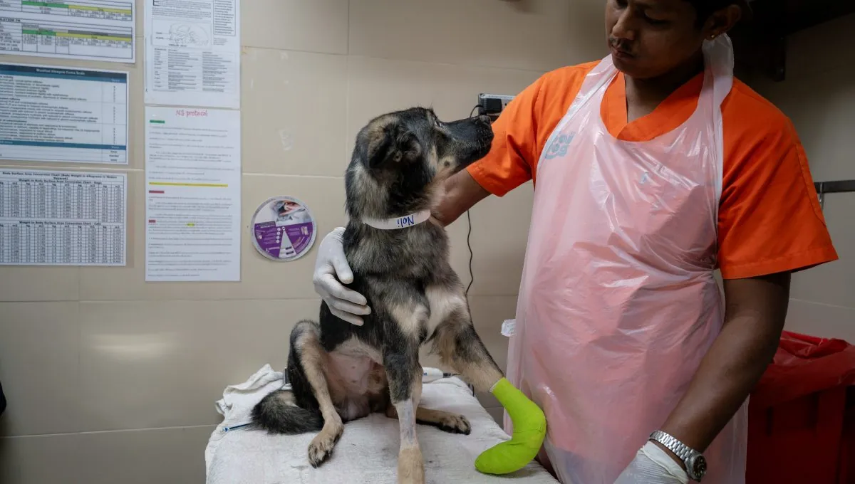 A Soi Dog vet treating a dog at the hospital